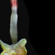 Illustration for article titled Deep sea ‘zombie worms’ consume bone by drilling with acid
